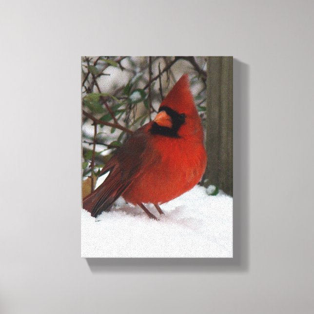 Lienzo Cardenal Snowy (Anverso)