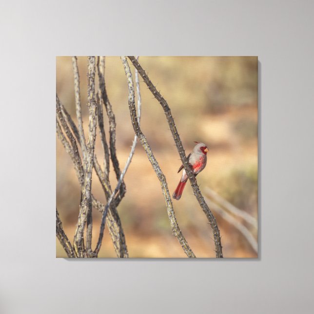 Lienzo Cardinal desierto (Anverso)