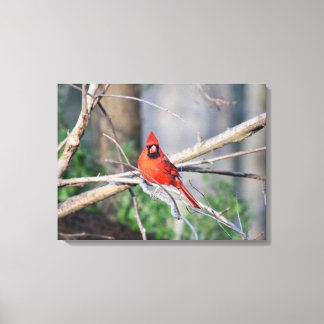 Lienzo Cardinal Spring Woods