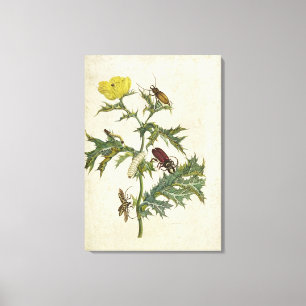 Lienzo Cardos Spinosus: Escarabajos y orugas, placa 6