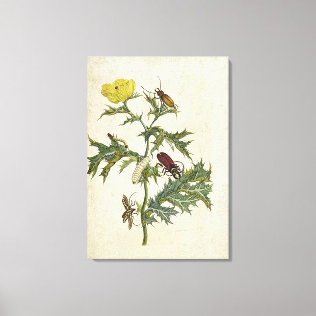 Lienzo Cardos Spinosus: Escarabajos y orugas, plato 6 (Anverso)