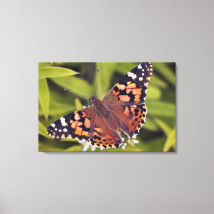 Lienzo cardui del vanessa - Europa, Alemania, Baviera,