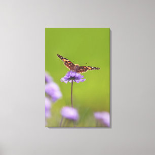 Lienzo cardui del vanessa - Europa, Alemania, Baviera, 2