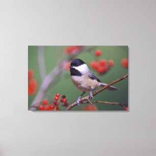 Lienzo Carolina Chickadee