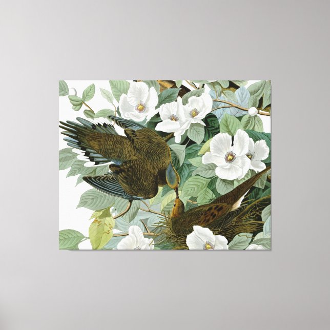 Lienzo Carolina Pigeon Audubon Morning Dove (Anverso)
