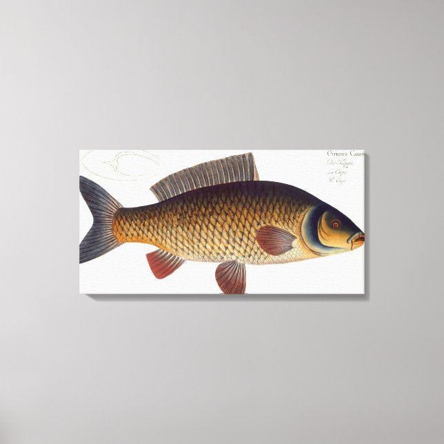 Lienzo Carpa (Cyprinus Carpio) placa XVI de "Ichthycambio (Anverso)