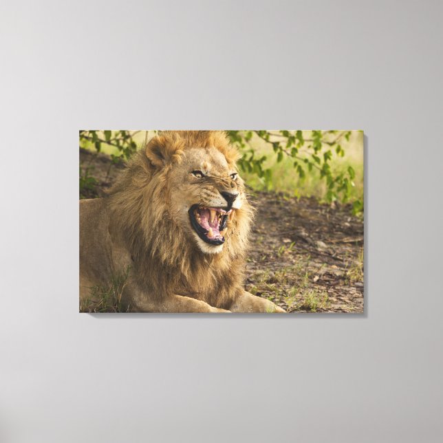 Lienzo Carrera de leones machos (Panthera leo), Okavango (Anverso)