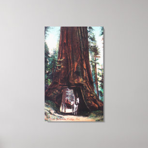 Lienzo Carriles viajando bajo una secuoya gigante