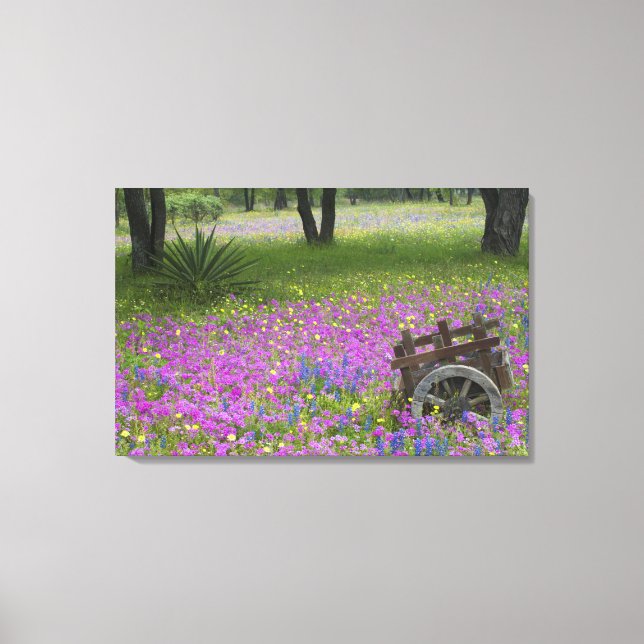 Lienzo Carro de madera en campo de Phlox, Blue Bonnets (Anverso)