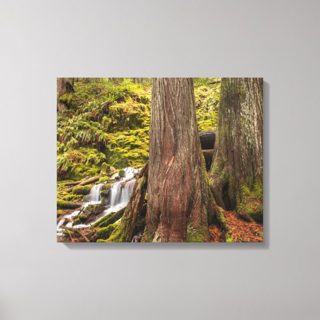 Lienzo Cascada White Branch, Oregon Cascades, Oregon (Anverso)
