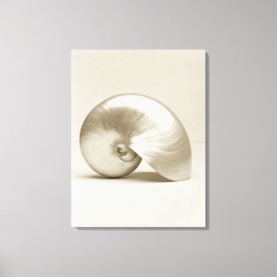 Lienzo Cáscara Pearlised del mar del nautilus