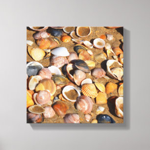 Lienzo Cáscaras en una playa de Sandy el   Andalucía,