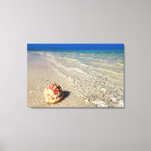 Lienzo Casco Shell en el Lagoon  tropical Cassis Rufa