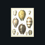Lienzo Cascos de mar de forma única<br><div class="desc">En la cálida arena se encuentran los tesoros escondidos. Esta pintura de Kobeit,  captura la bella vida acuática que se encuentra en la costa. Kobeit capta una hermosa colección de conchas de color sepia en un tono vintage. Consigue tu hermoso arte oceánico hoy en tu próximo producto de Zazzle.</div>