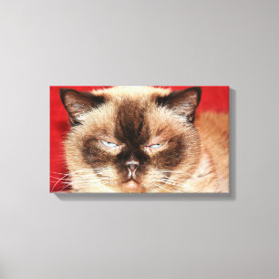 LIENZO CAT PERSIAN SLEEEPY STRETCHED CANVAS
