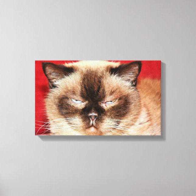 LIENZO CAT PERSIAN SLEEEPY STRETCHED CANVAS (Anverso)