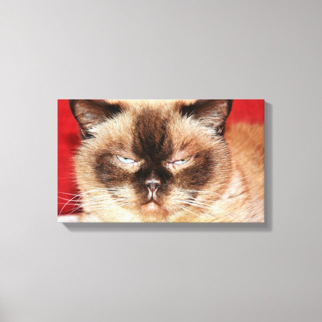 LIENZO CAT PERSIAN SLEEEPY STRETCHED CANVAS (Anverso)