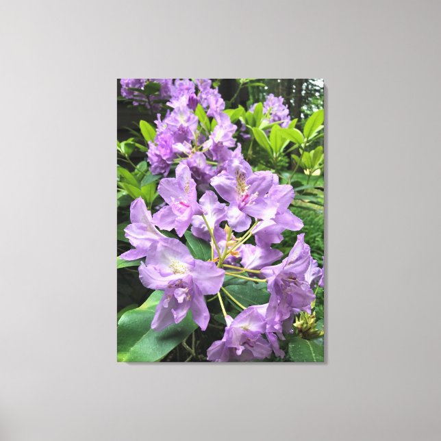 Lienzo Catawbiense Boursault Rhododendrons, Oregon (Anverso)