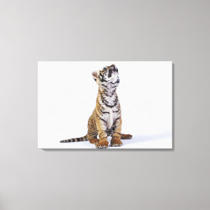 Lienzo Cautivo, Suráfrica 4