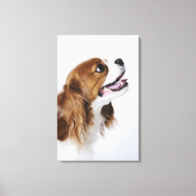 Lienzo Cavalier King Charles Spaniel (Anverso)