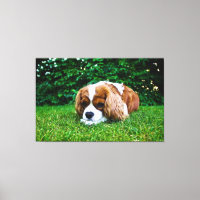 Cavalier King Charles Spaniel Blenheim en Grass