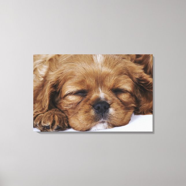 Lienzo Cavalier King Charles Spaniel cachorro durmiendo (Anverso)