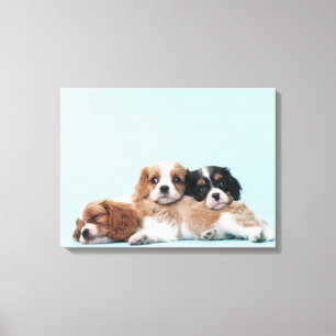 Lienzo Cavalier King Charles Spaniel Puppies