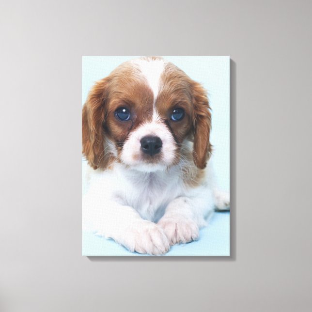 Lienzo Cavalier King Charles Spaniel Puppy (Anverso)