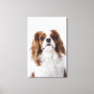 Lienzo Cavalier King Charles Spaniel sentado en un estudi