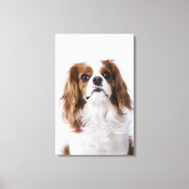 Lienzo Cavalier King Charles Spaniel sentado en un estudi (Anverso)