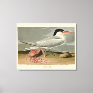 Lienzo Cayenne (Royal) Tern - Los pájaros de América de A