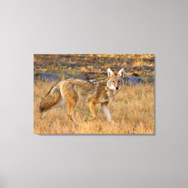 Lienzo Caza de Coyote (Canis Latrans) (Anverso)