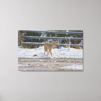 Lienzo Caza de Coyote femenino y fauna de nieve Foto 5