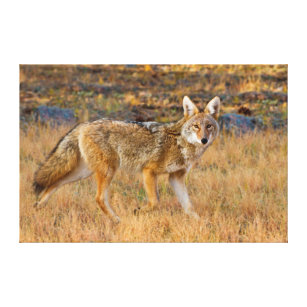 Lienzo Caza del coyote (Canis Latrans)