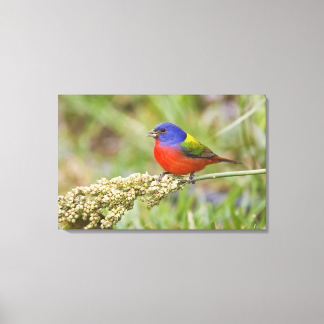 Lienzo Cazamoscas pintado (Passerian ciris) macho aliment (Anverso)