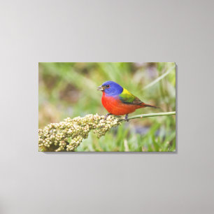 Lienzo Cazamoscas pintado (Passerian ciris) macho aliment