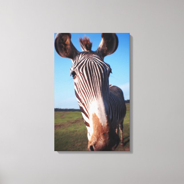 Lienzo cebra 2 (Anverso)