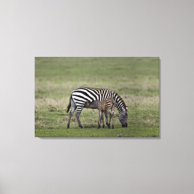 Lienzo Cebra y enfermería foal, Tanzania (Anverso)