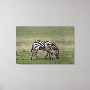 Lienzo Cebra y enfermería foal, Tanzania