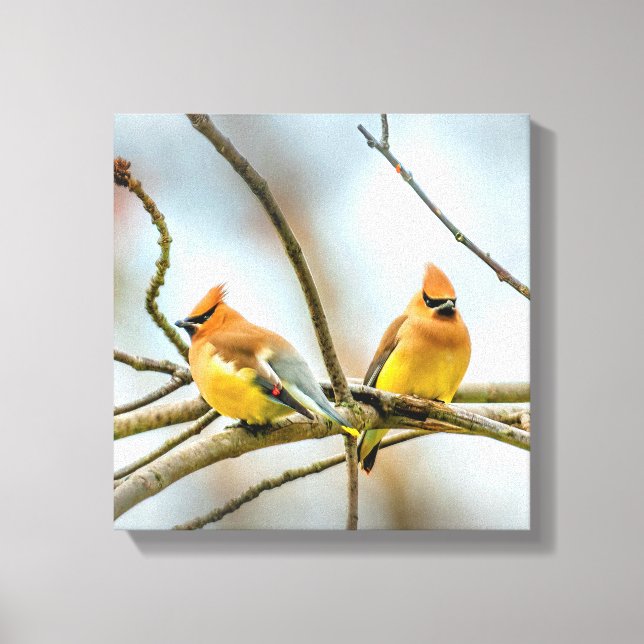 Lienzo Cedar Waxwing - Fotografía original (Anverso)