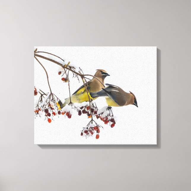 Lienzo Cedar Waxwings (Anverso)