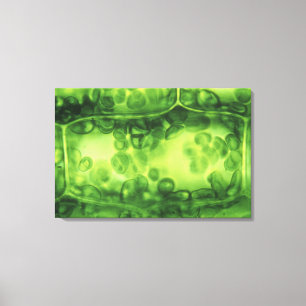 Lienzo Células de la planta del Elodea