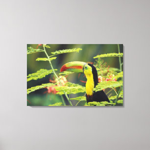 Lienzo Centroamérica, Honduras. Toucan con la factura de