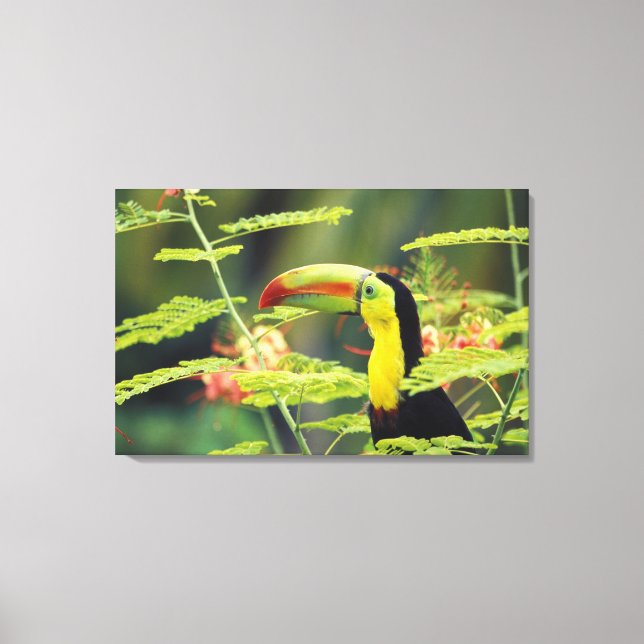 Lienzo Centroamérica, Honduras. Toucan con la factura de  (Anverso)