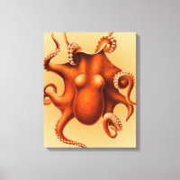 Cephalapod Vintage