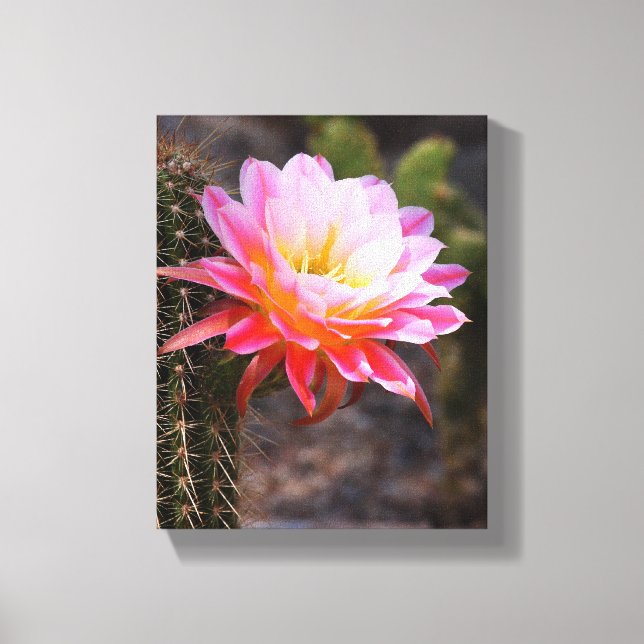 Lienzo Cereus en flor de cactus rosado (Anverso)