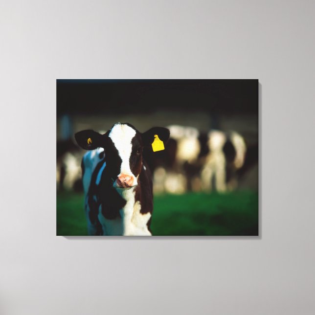 Lienzo Cernícalo de Holstein-Friesian (Anverso)