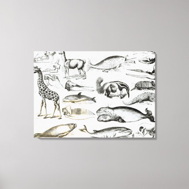 Lienzo Cetacea Edentata (Anverso)