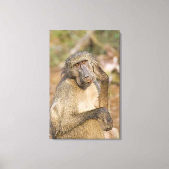 Lienzo Chacma Baboon (Papio ursinus) arañando su (Anverso)