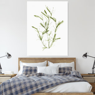 Lienzo Chara fragilis de mano Dibujo de tela de algas mar